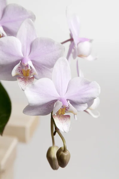 Phalaenopsis orchid flowers — Stock Photo, Image