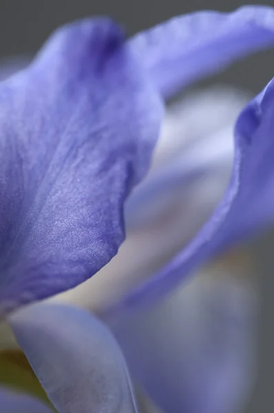 Macro flor da íris — Fotografia de Stock