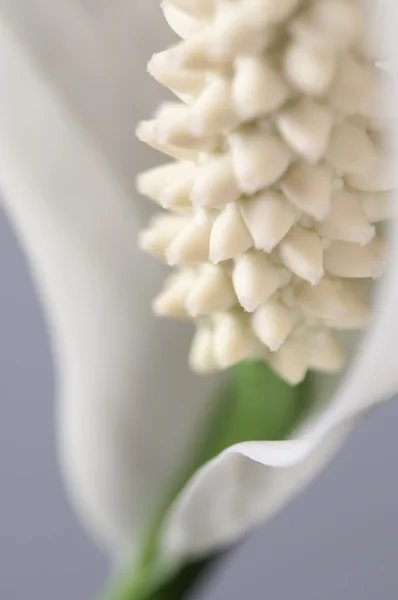 Skrzydłokwiat fragmentu — Zdjęcie stockowe