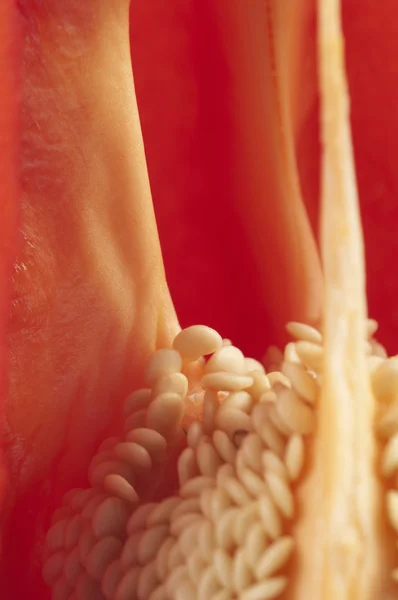 Vnitřní strana papriky — Stock fotografie