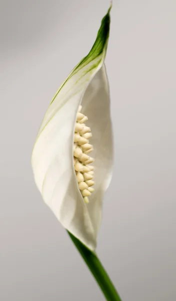 Spathiphyllum (míru lilie) květ — Stock fotografie