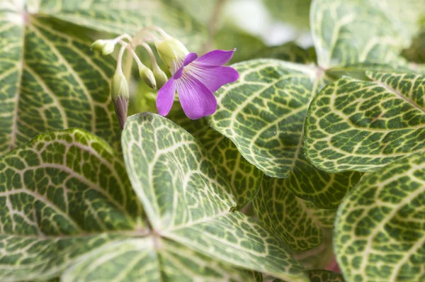 Oxalis martiana — Fotografia de Stock