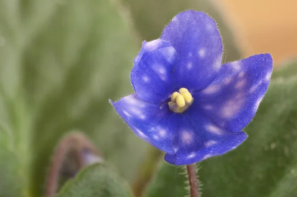African violet close-up — Stock Photo, Image