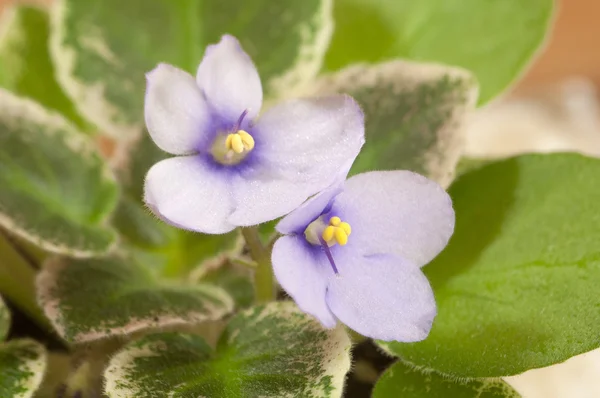 African violet close-up — Stock Photo, Image