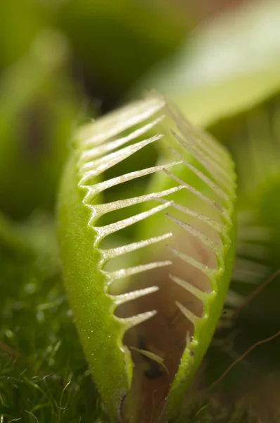 Venus flytrap macro — Stockfoto