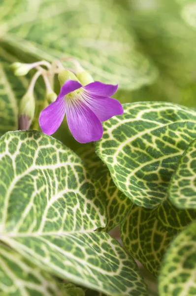 Oxalis martiana — Stok Foto