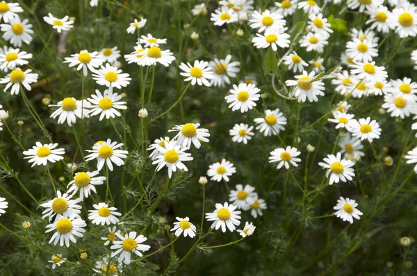 Ox-eye daisy field — Stock Photo, Image