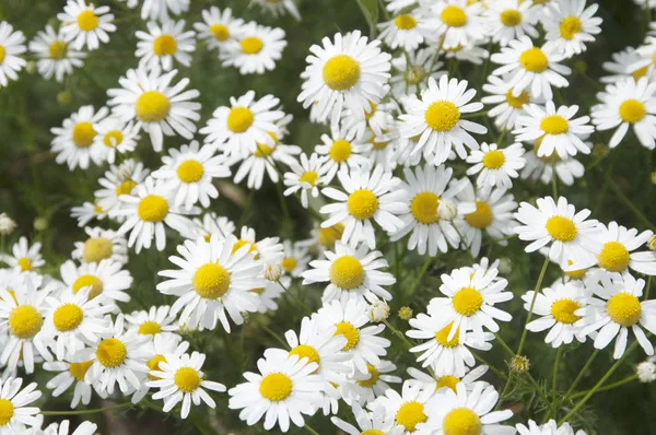 Ox-eye daisy field — Stock Photo, Image