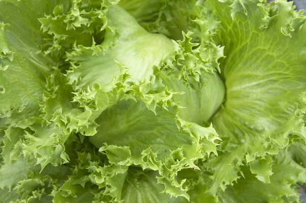 Головний макрос салату — стокове фото