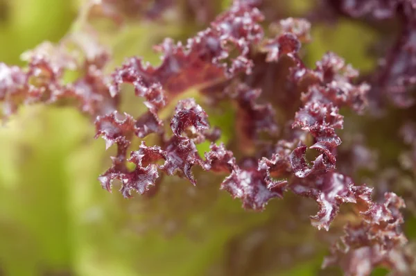 Macro feuilles de laitue — Photo