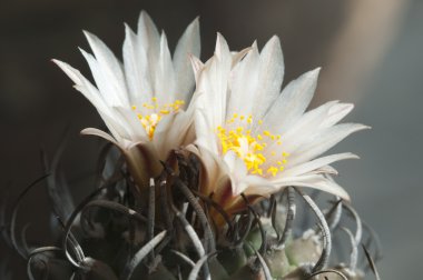 Flovering Turbinicarpus macrochele