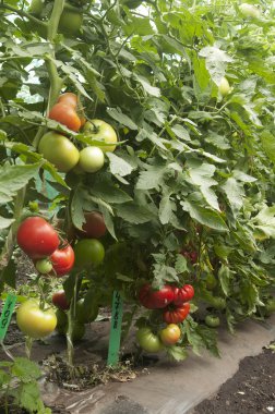Seradaki domates bitkileri.