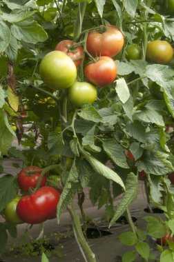 Seradaki domates bitkileri.