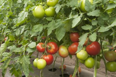 Seradaki domates bitkileri.