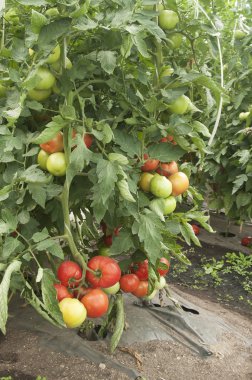 Seradaki domates bitkileri.