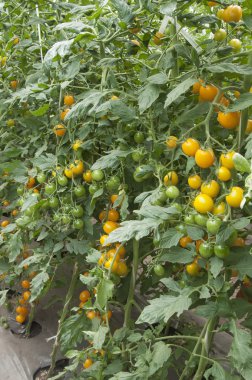 Seradaki domates bitkileri.