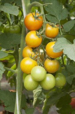 Seradaki domatesler