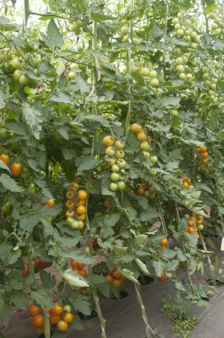 Seradaki domates bitkileri.