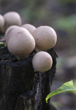 kütük üzerinde mantar