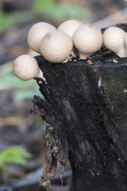 kütük üzerinde mantar