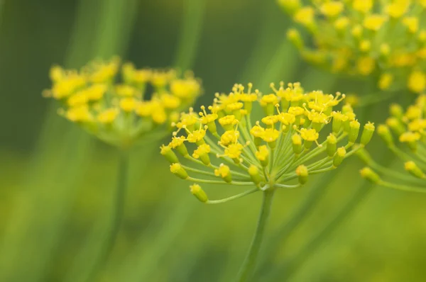 Dill flowers — Stock Photo, Image