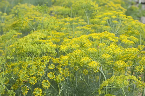 Dill flowers — Stock Photo, Image