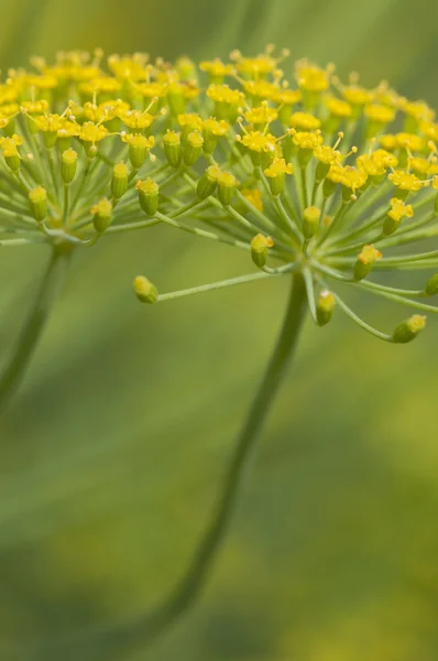 Dill flowers — Stock Photo, Image