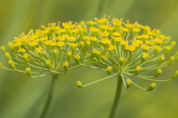 Dill flowers — Stock Photo, Image