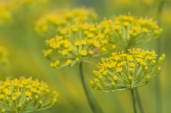 Dill flowers — Stock Photo, Image