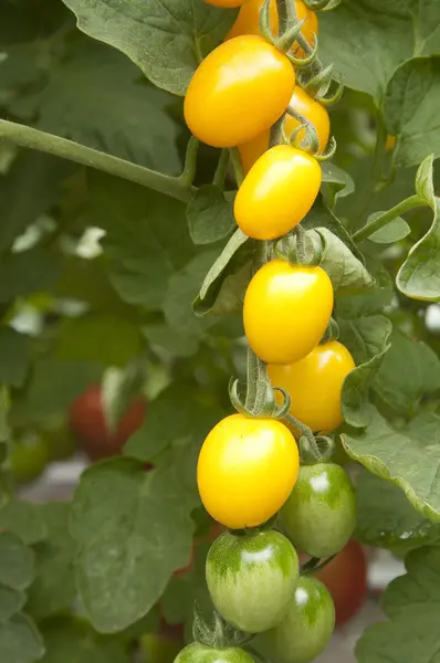 Tomaten im Gewächshaus — Stockfoto