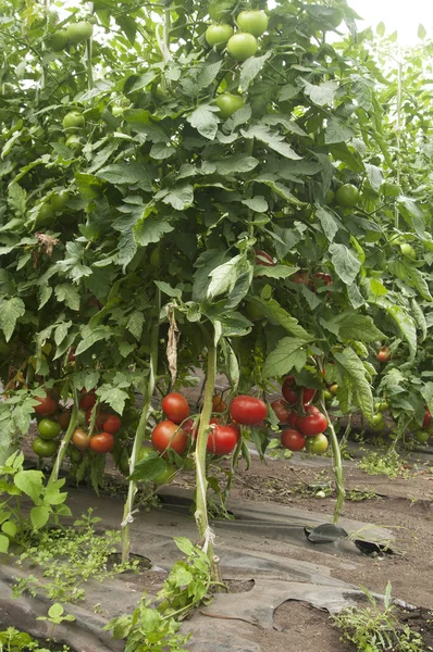 Plantas de tomate em estufa — Fotografia de Stock