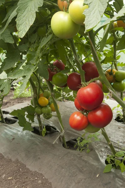 温室里的西红柿 — 图库照片