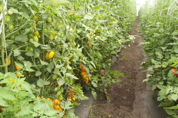 Plantes de tomates dans une serre — Photo