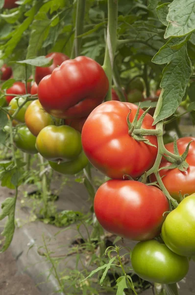 Tomates en un invernadero —  Fotos de Stock