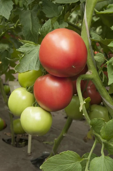 Pomodori in una serra — Foto Stock