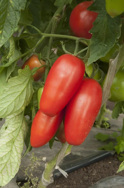 Pomodori in una serra — Foto Stock