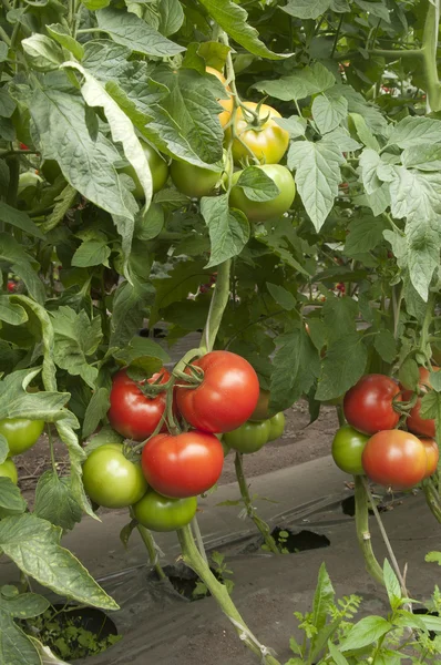 Tomatenplanten in een kas — Stockfoto