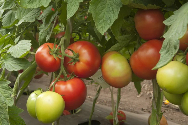 Tomaten in een kas — Stockfoto