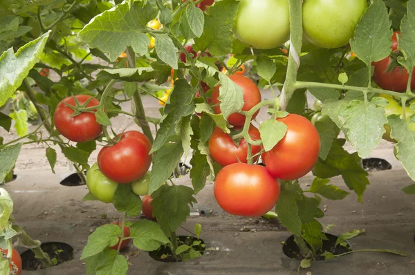 Rajčata ve skleníku — Stock fotografie