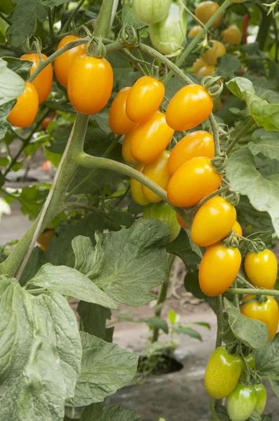 Tomaten in een kas — Stockfoto