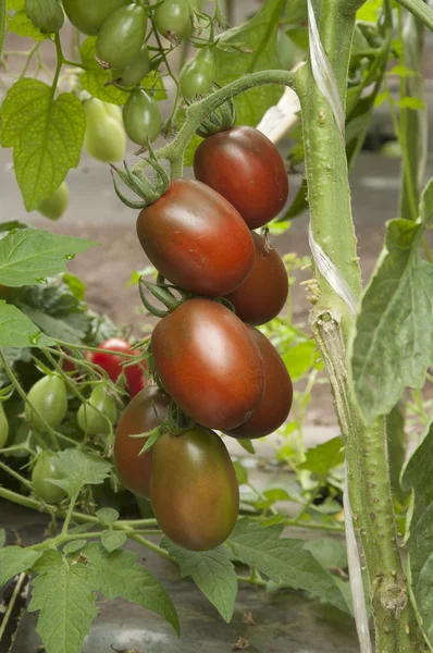 Tomates en un invernadero — Foto de Stock