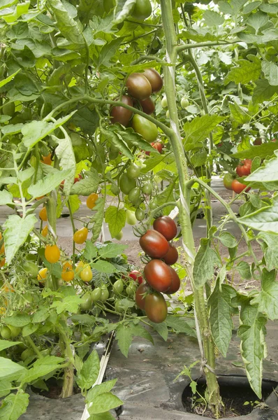 Tomatenplanten in een kas — Stockfoto