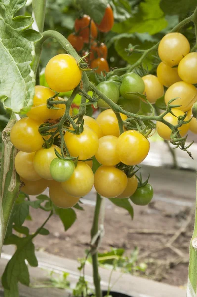 Tomaten in een kas — Stockfoto
