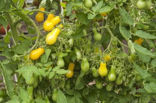 Tomates em uma estufa — Fotografia de Stock