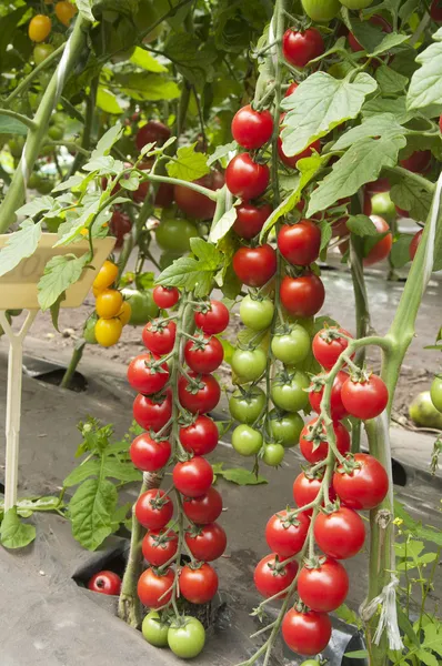 Tomaten in een kas — Stockfoto