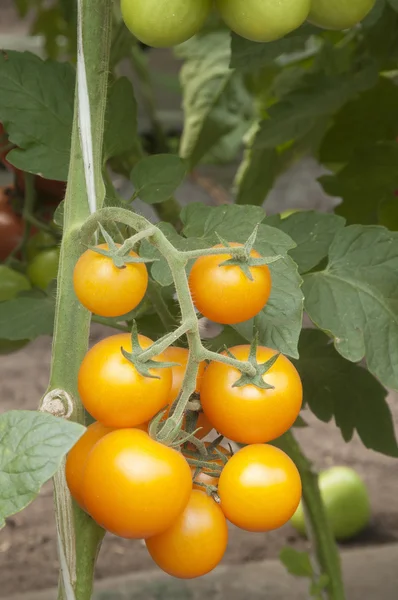 Tomater i ett växthus — Stockfoto