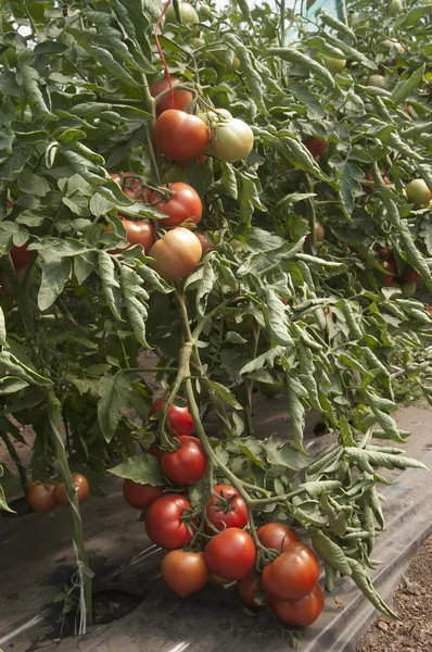 Tomatenplanten in een kas — Stockfoto