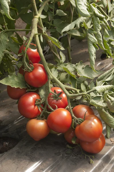 Tomates em uma estufa — Fotografia de Stock