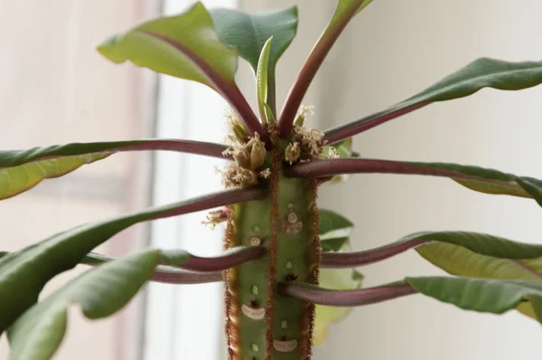 Жемчужина Мадагаскара (Euphorbia inconeura) ) — стоковое фото