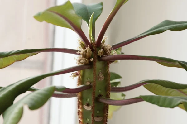 Madagaskar mücevher (euphorbia leuconeura)